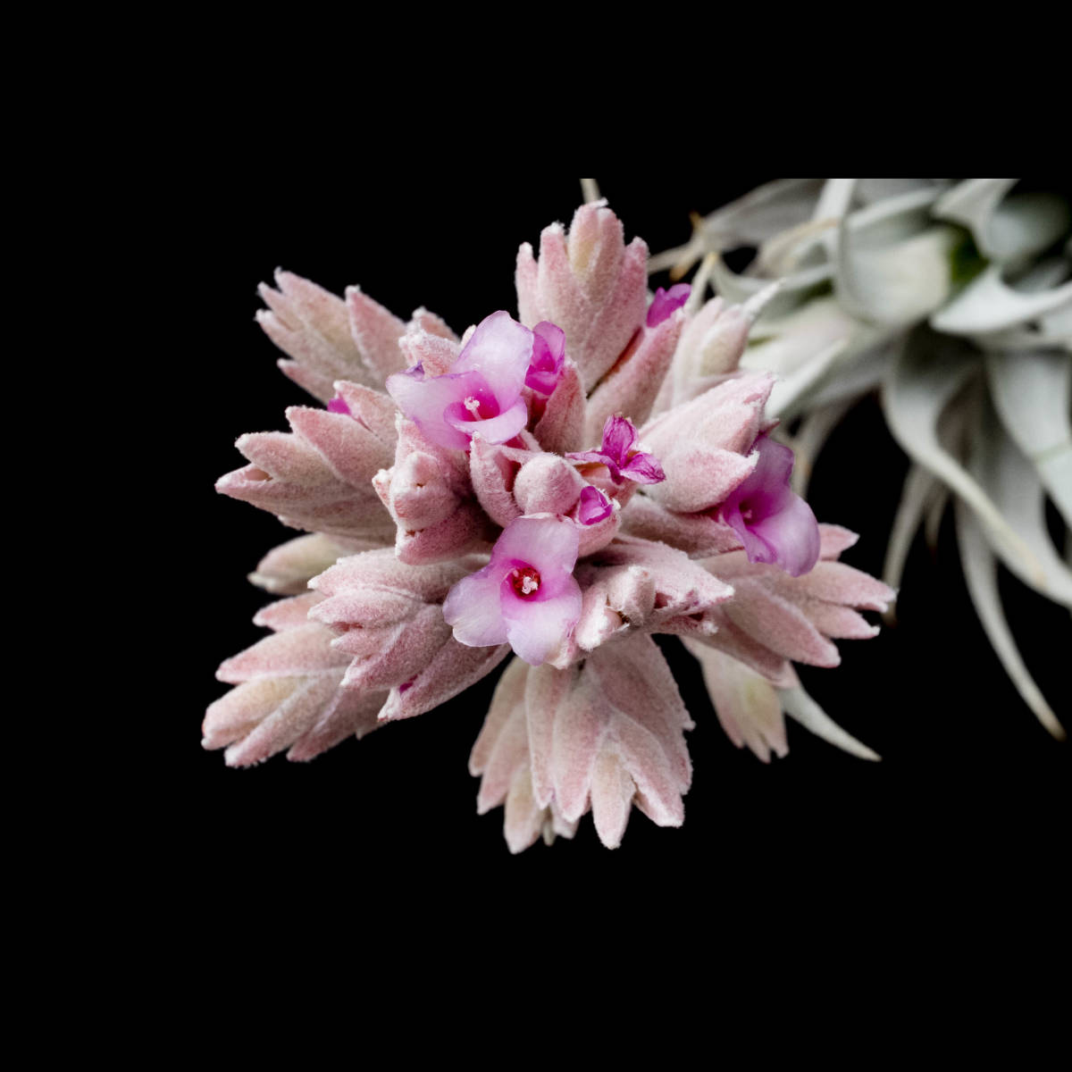 Yahoo!オークション - Tillandsia gardneri var. rupicola (Wild Yahoo!オークション - Tillandsia gardneri var. rupicola (Wild