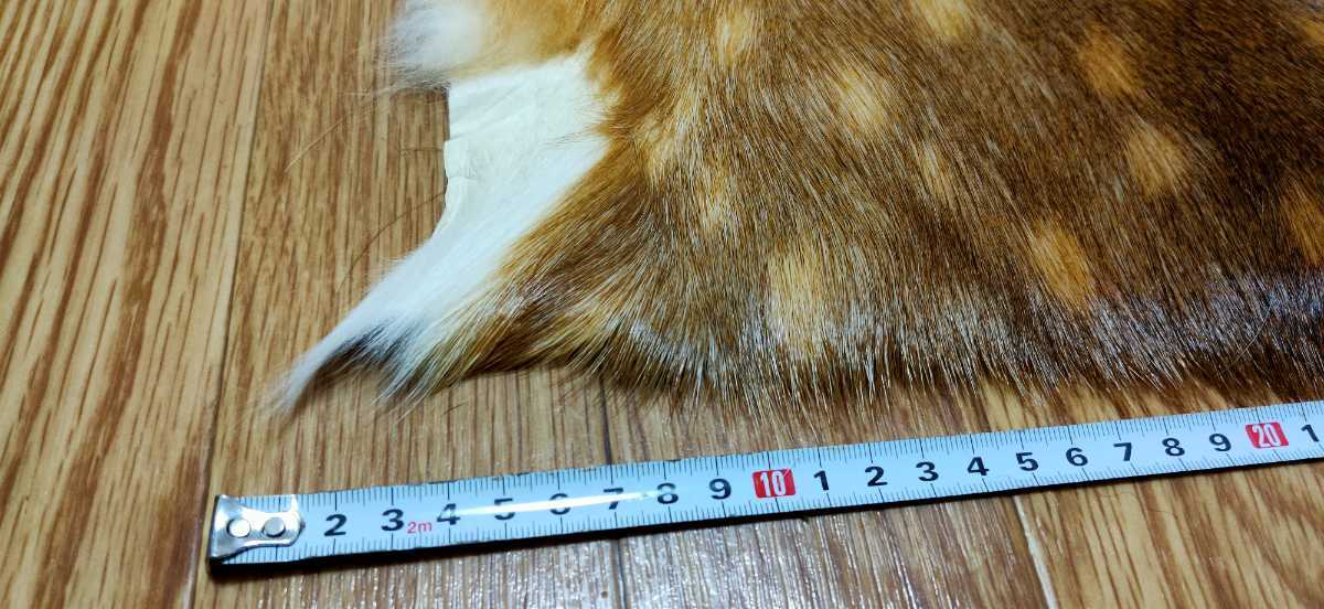 ○登山○シカの尻皮(夏毛①) ニホンシカ ニホンジカ 尻当て 尻 ○登山○シカの尻皮(夏毛①) ニホンシカ ニホンジカ 尻当て 尻