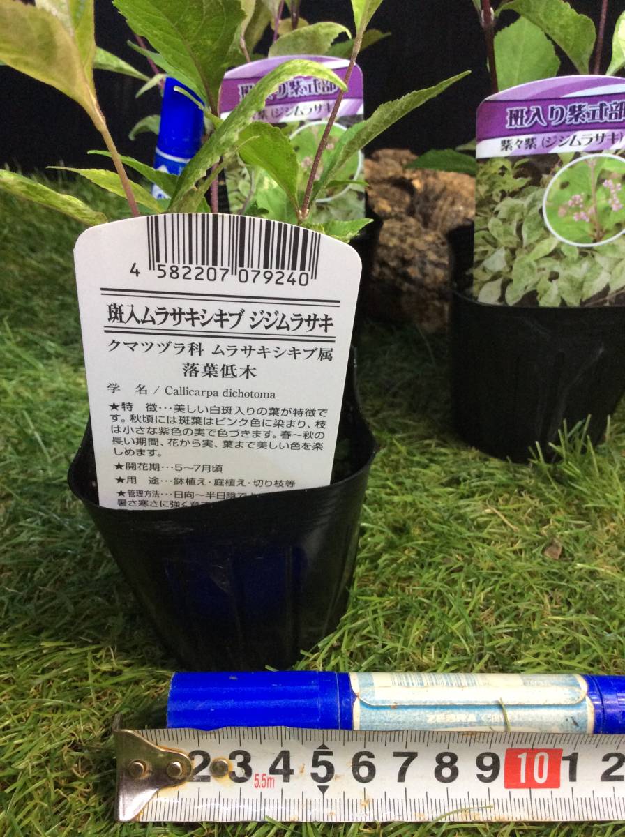新発売 落葉低木 斑入り紫式部 ジジムラサキです クマツヅラ科 ムラサキシキブ属です 3鉢あります まとめて取引きするとお得です Www Direcauto Net