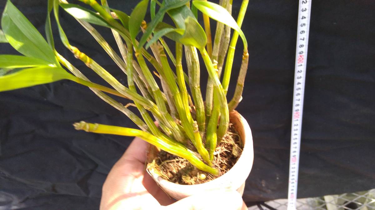 洋蘭☆Den. kingianum × Den. gracilicaule　_画像2