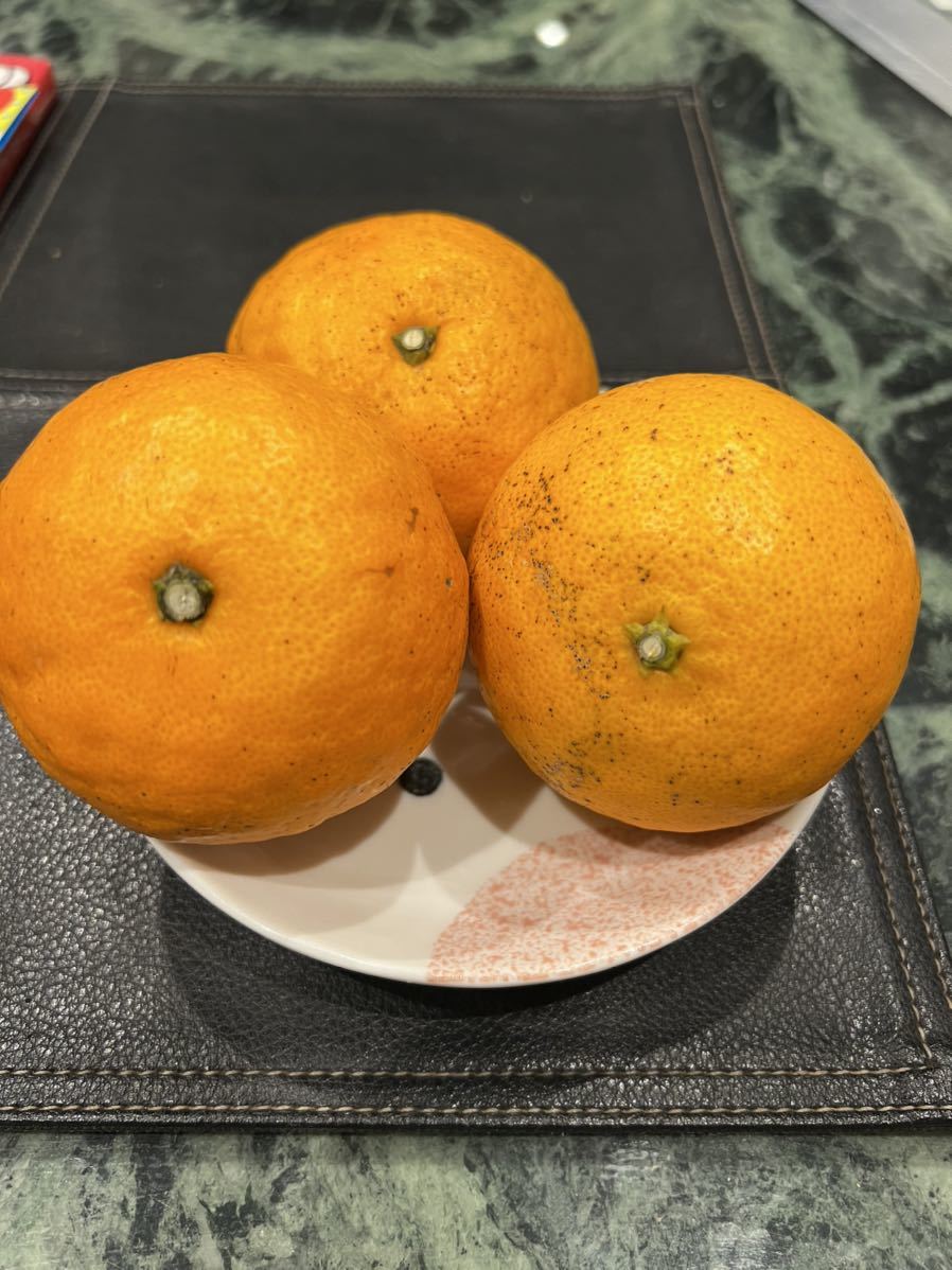 愛媛県中島産カラマンダリン　家庭用5kg 果物　みかん_画像3