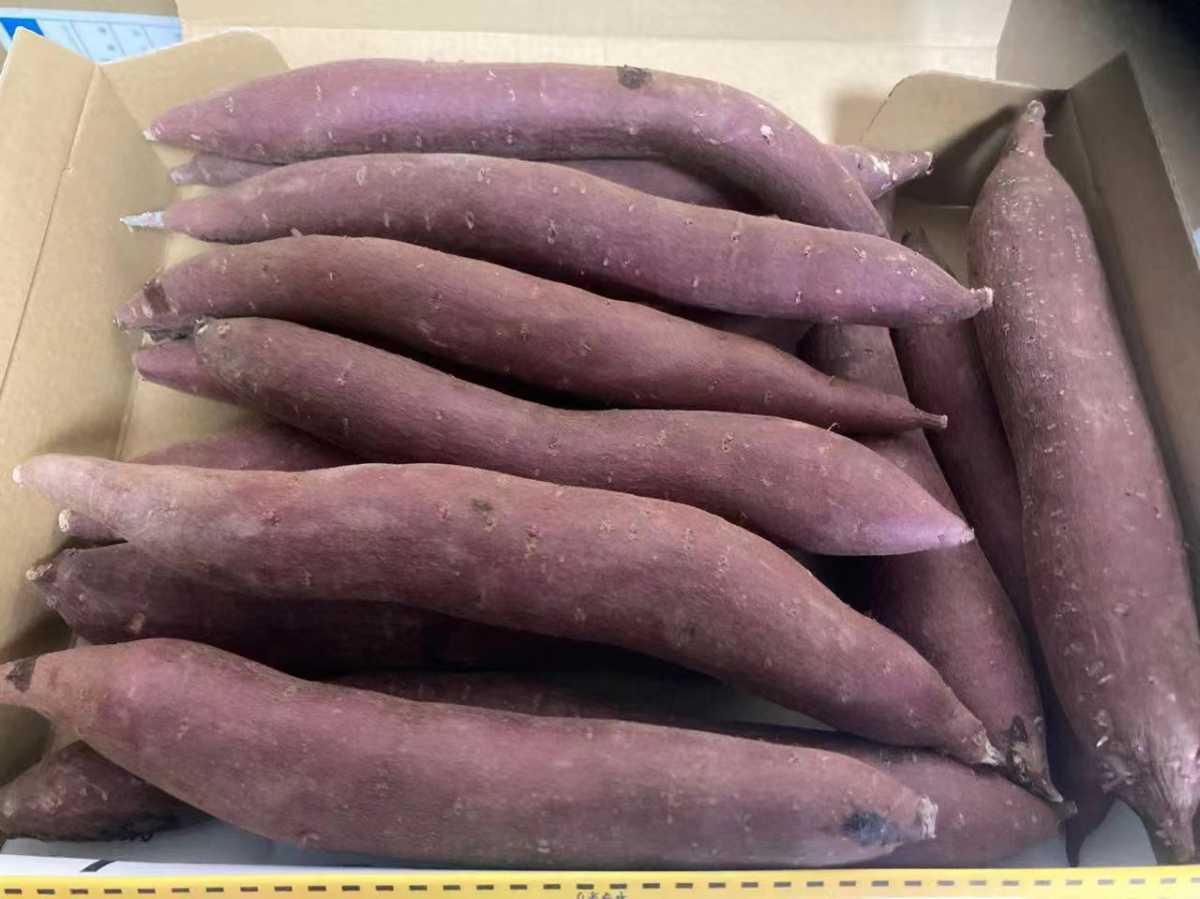 超人気　茨城県産　紫芋　ふくむらさきいも　約1.5kg_画像2