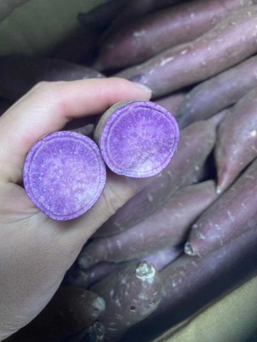 超人気　茨城県産　紫芋　ふくむらさきいも　約1.5kg_画像1