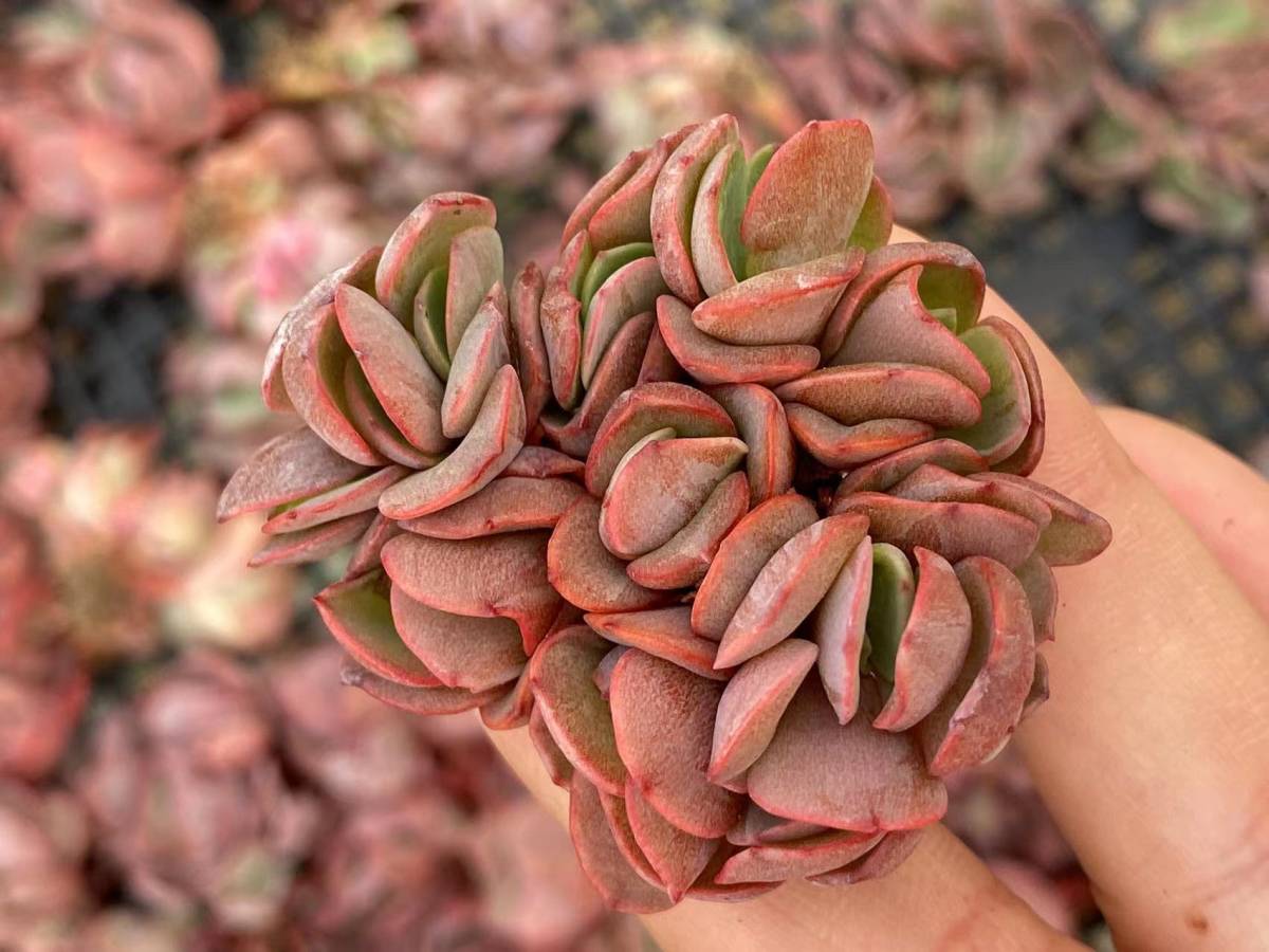 多肉植物 エケベリア サボテン 23個 Echeveria ‘Suyon’ 観葉植物 花 園芸 東京在庫 最短当日出荷kod123 _画像1