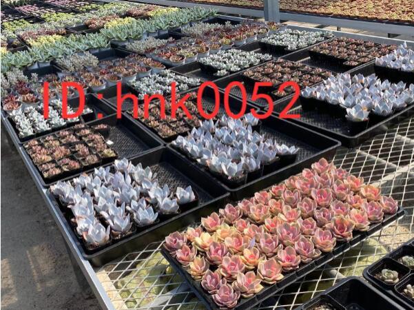 多肉植物 エケベリア サボテン 10個　 レインドロップ 観葉植物 花 園芸 東京在庫 最短当日出荷 gfd154_画像5