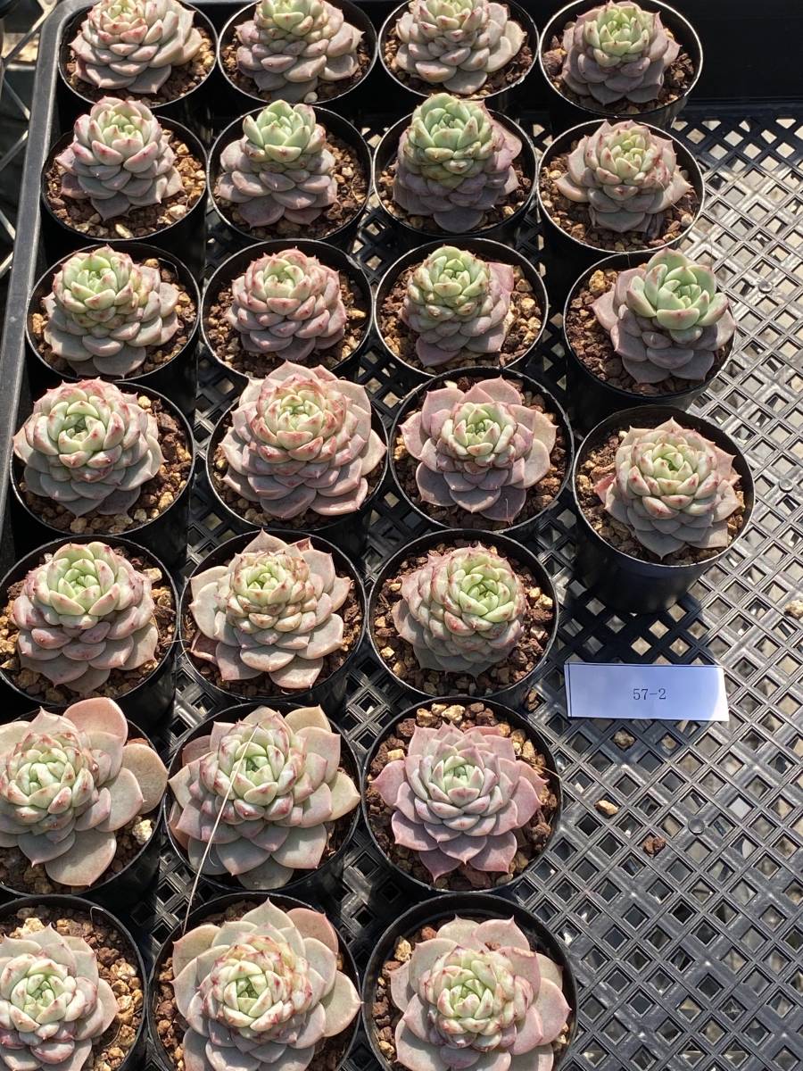 多肉植物 エケベリア レッドベルベット 韓国産苗 10個　 超美苗 サボテン 観葉植物 花 園芸 東京在庫 最短当日出荷gfd57_画像3