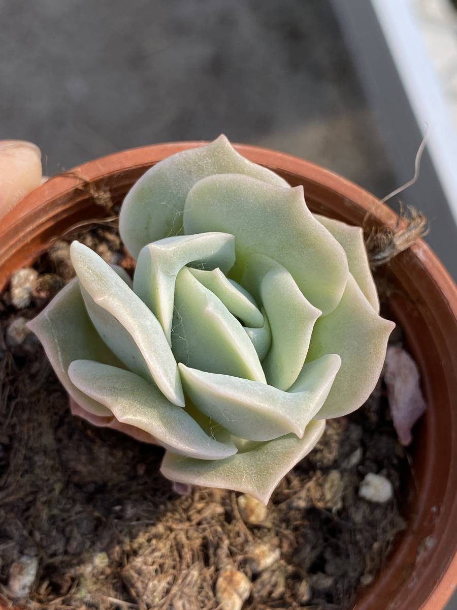 多肉植物 エケベリア ラブリーローズ Echeveria Lovely Rose 25株　 超美苗 サボテン 観葉植物 花 園芸 gfd10_画像1