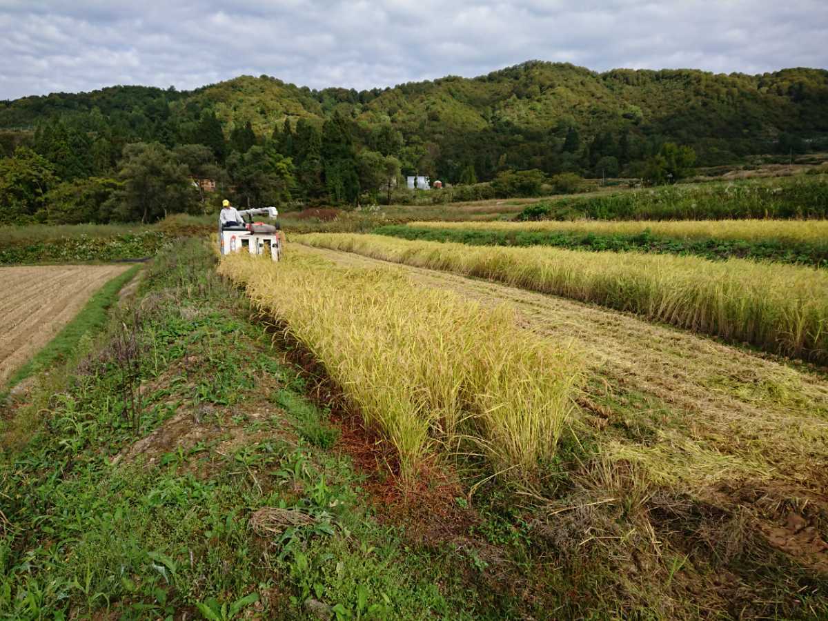 令和3年産 魚沼米 中米 玄米 20キロ_画像3