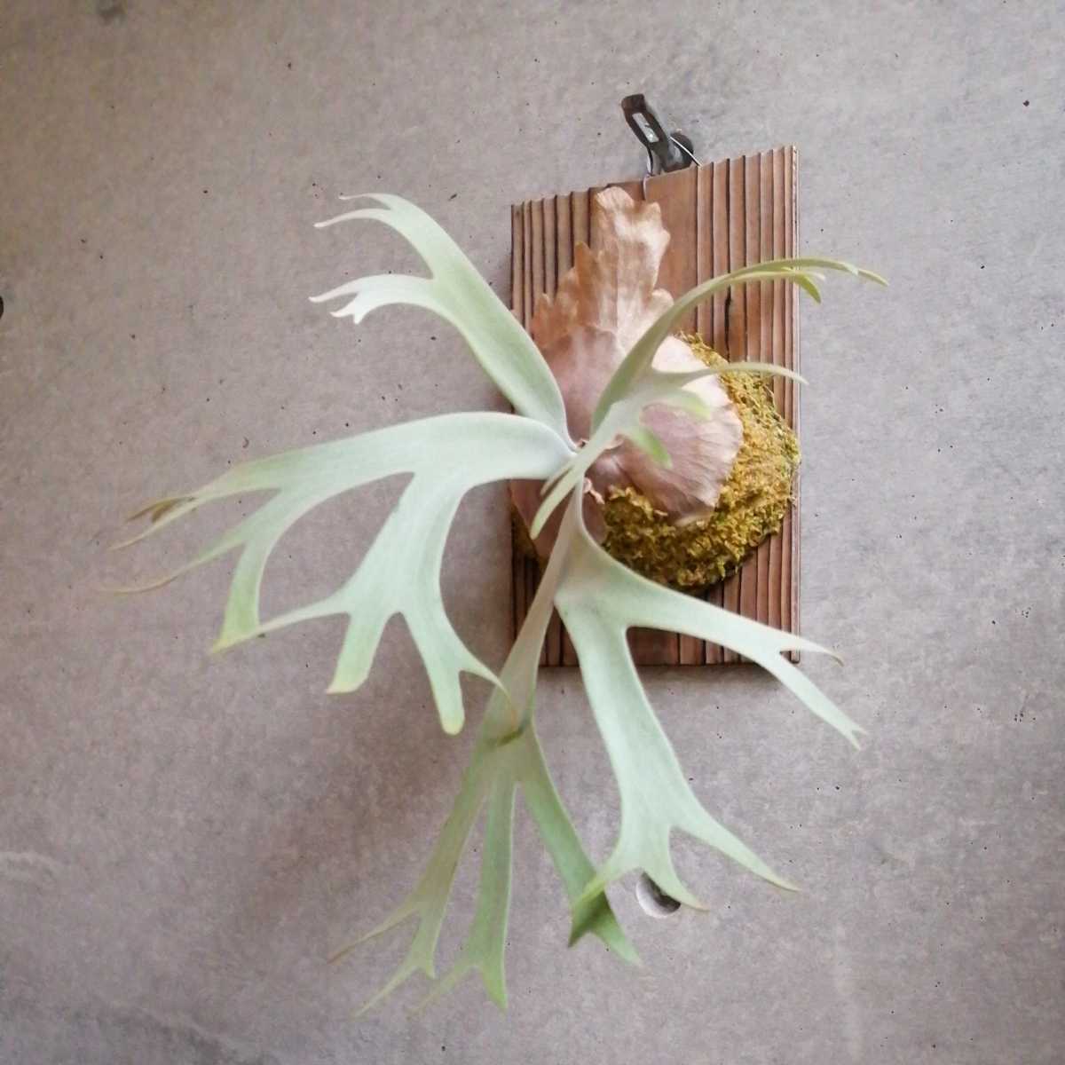 ファッション P.Willinckii Bali Thin ビカクシダ 植物/観葉植物 - www ...