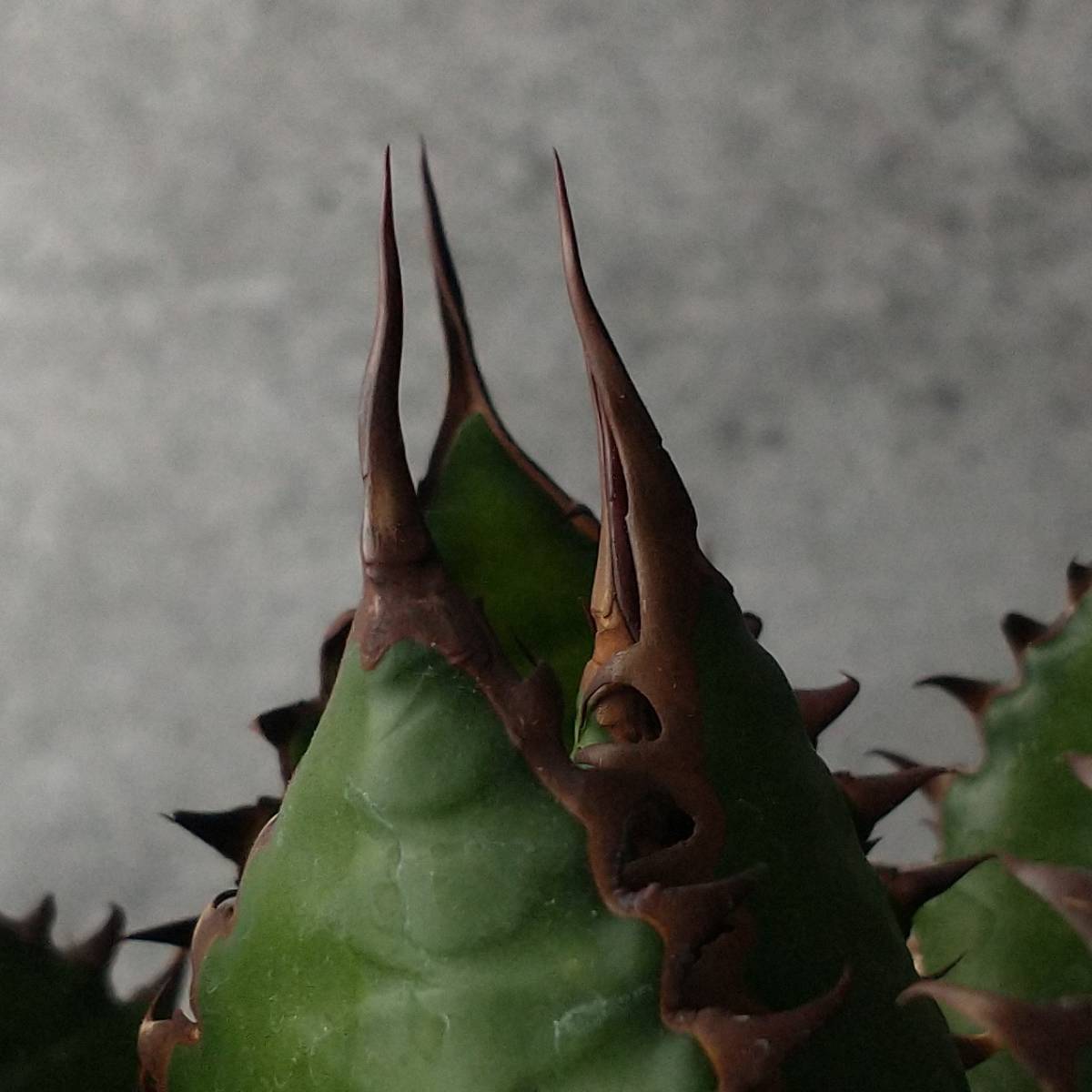 【P8143】【S級 極上US産！！】アガベ ホリダ 大株 連棘選抜 Agave horrida ( 検索 チタノタ titanota )_画像3