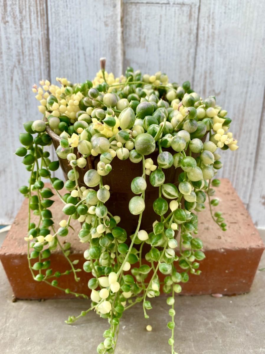 多肉植物 斑入りグリーンネックレス鉢植え2 寄せ植えに サボテン 売買されたオークション情報 Yahooの商品情報をアーカイブ公開 オークファン Aucfan Com 多肉植物 斑入りグリーンネックレス鉢植え2 寄せ植えに サボテン 売買されたオークション情報 Yahooの商品情報をアーカイブ公開 オークファン Aucfan Com