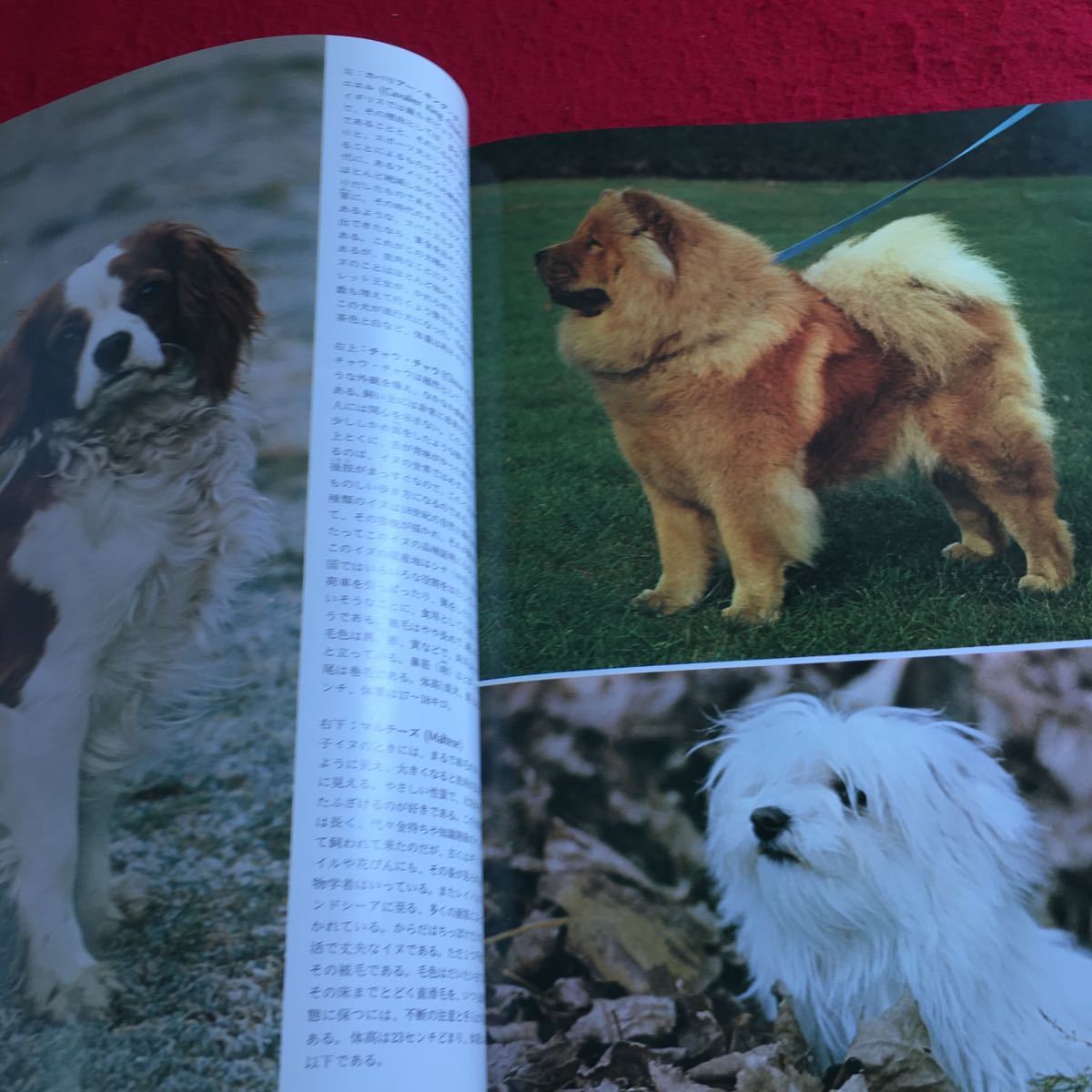 Y21-209 Octopus * color library dog .. publish 1975 year issue photoalbum dog kind raw .. dog gun . dog .. dog hunting dog also ... dog etc. 