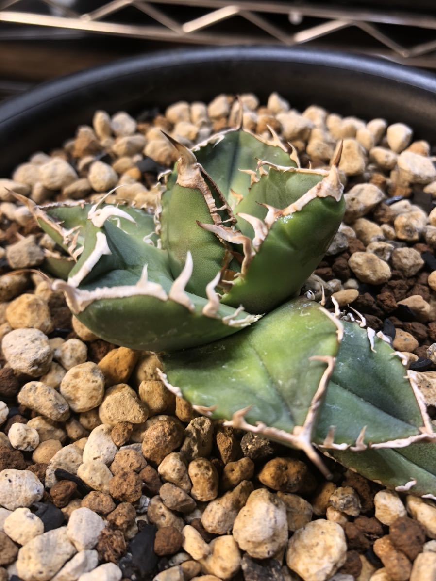 レア中株】南アフリカダイヤモンドアガベチタノタSAD 狂刺AGAVE レア中株】南アフリカダイヤモンドアガベチタノタSAD 狂刺AGAVE