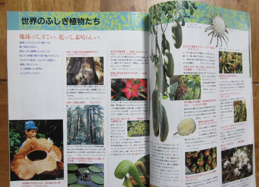 EXPO’90　「国際花と緑の博覧会」 公式ガイドブック 1990年（平成２年）花　万博　_画像6