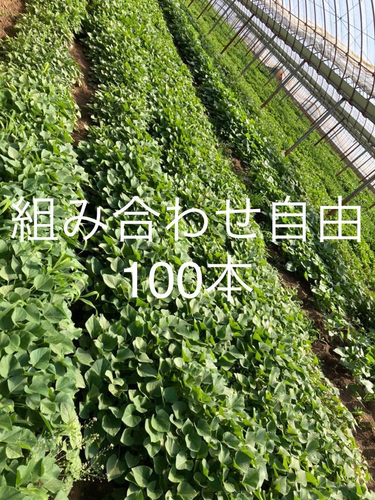 さつまいも苗【シルクスイート750本】【5月下旬〜6月上旬発送予定
