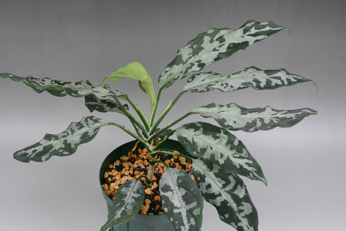 Yahoo!オークション - LA便ネームド株 銀戦車 Aglaonema pictum Yahoo!オークション - LA便ネームド株 銀戦車 Aglaonema pictum