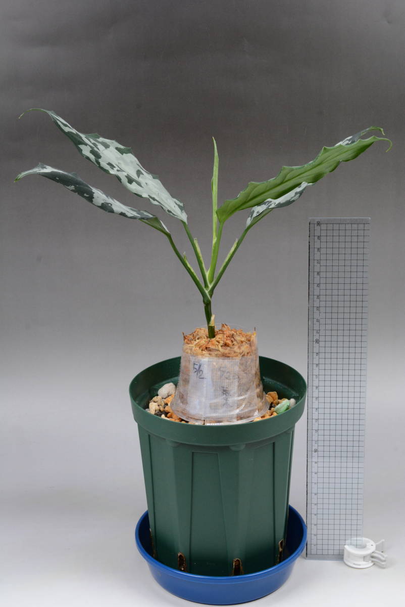 Yahoo!オークション - LA便ネームド株 銀戦車 Aglaonema pictum Yahoo!オークション - LA便ネームド株 銀戦車 Aglaonema pictum