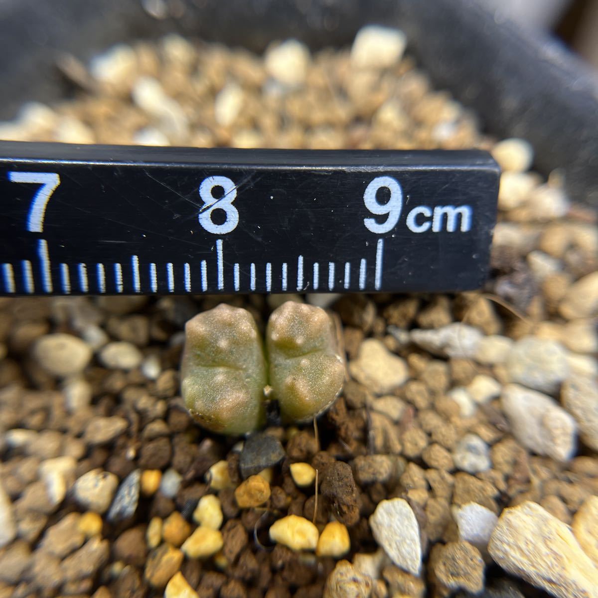 多肉植物コノフィツム conophytum youngii TL 実生2 多肉植物コノフィツム conophytum youngii TL 実生2