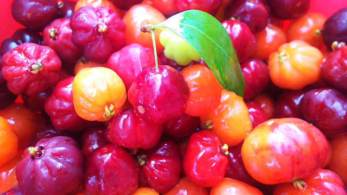 熱帯果樹 ピタンガ(スリナムチェリー)種子２０個 赤実品種 自家採取 送料無料