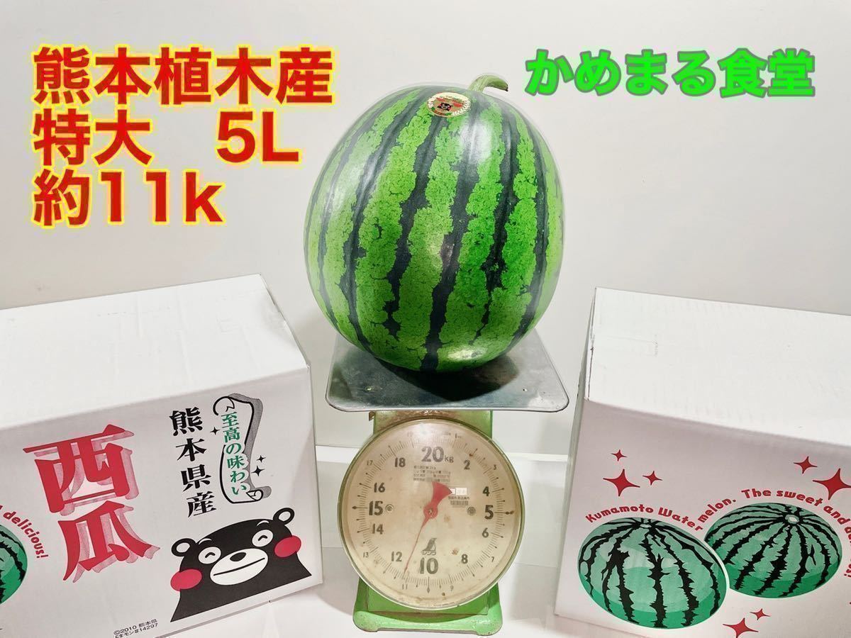 超特大5L【送料無料】【初物】西瓜（スイカ）（約10〜11k）熊本植木産 かめまる食堂52_画像1