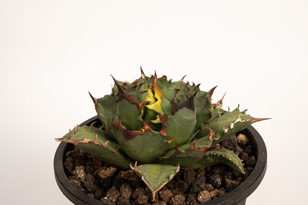 10 Agave titanota”Kyoto” アガベ チタノタ キョウト /CACTUS GREEN