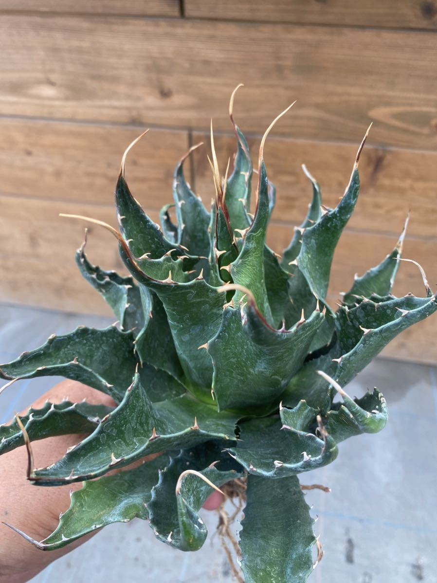 01 agave montana アガベ モンタナ bpbd.kendalkab.go.id