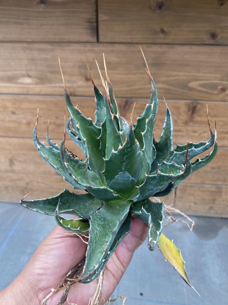 03 agave montana アガベ モンタナ disperkim.kendalkab.go.id