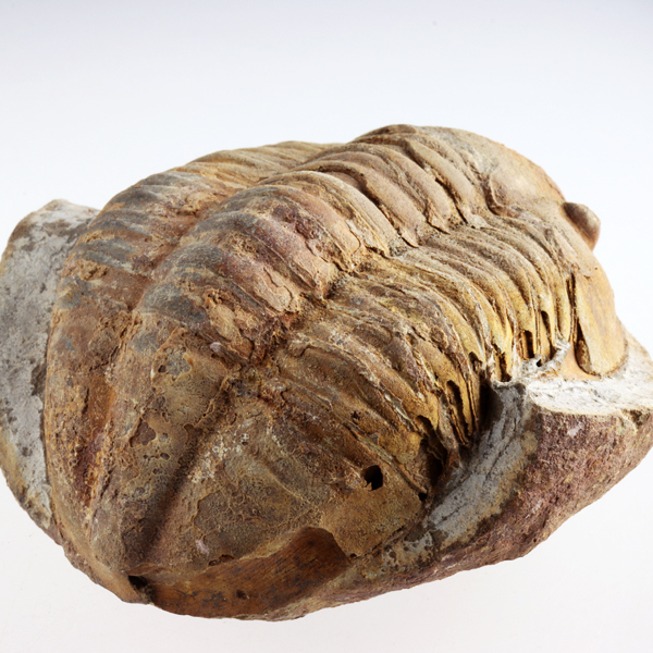 SALE／65%OFF】 骨格標本 カブトガニ 生きた化石 三葉虫