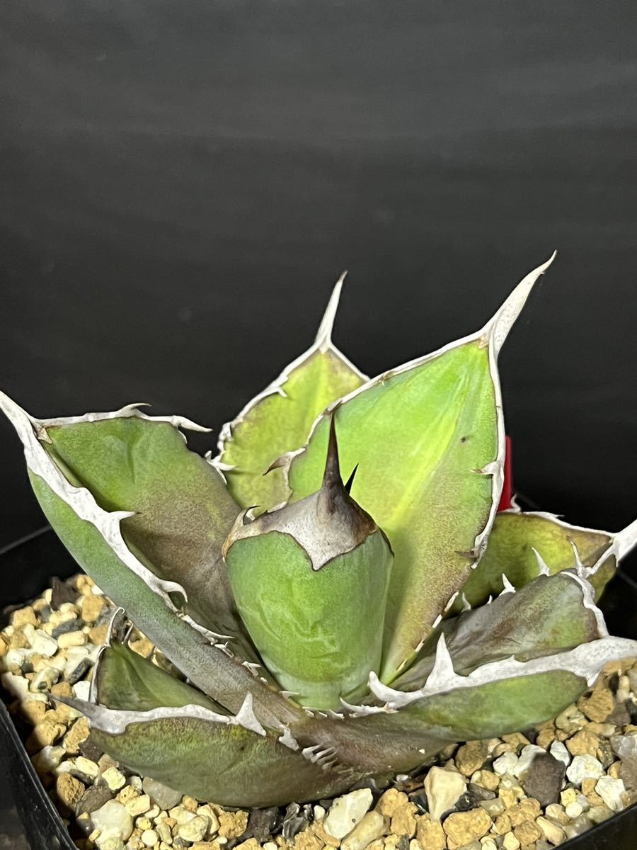 チタノタ】7アガベ オテロイ 国内実生3年目株 1円スタート売切り