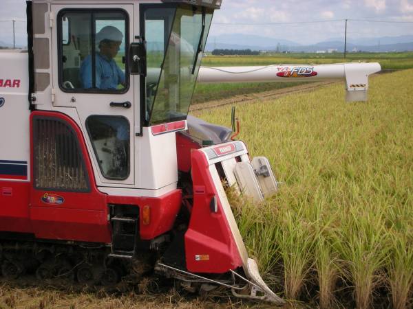 【門】令和2年産★減農薬栽培★ほかほか新潟コシヒカリ白米25kg_画像4