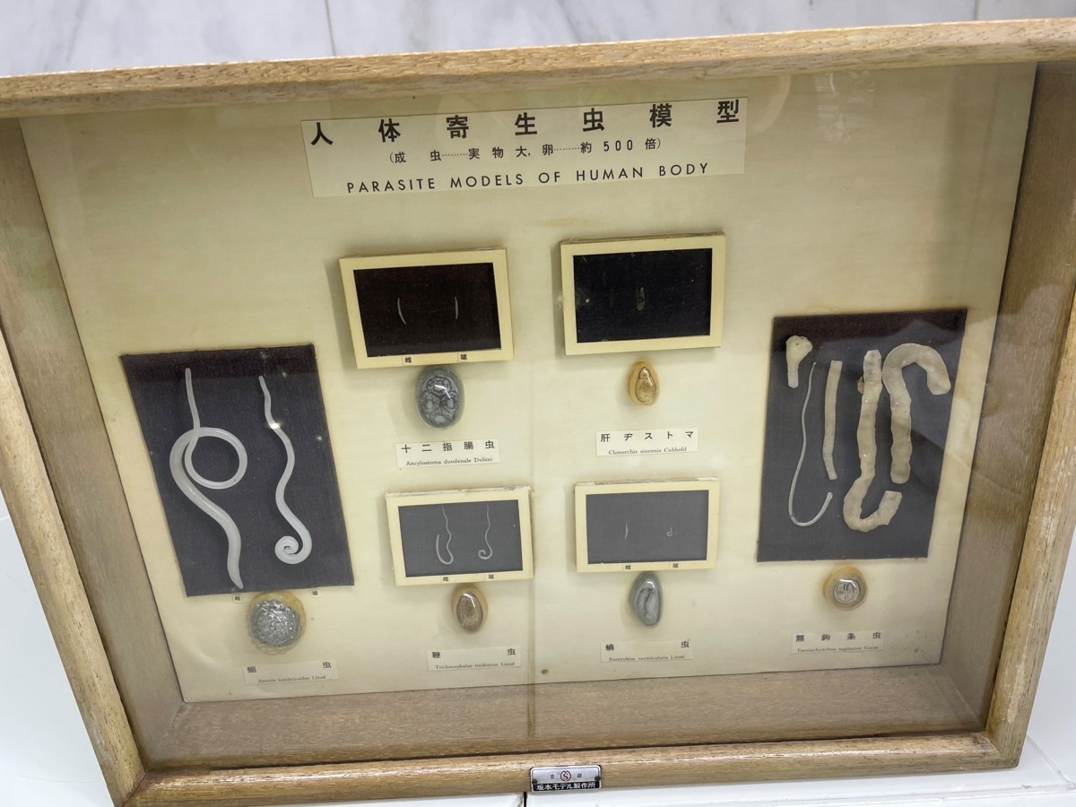 ♭OG♭ 京都 坂本モデル 人体寄生虫模型 医療 看護 教材 模型 中古 ♭M-2111052♭ 良質