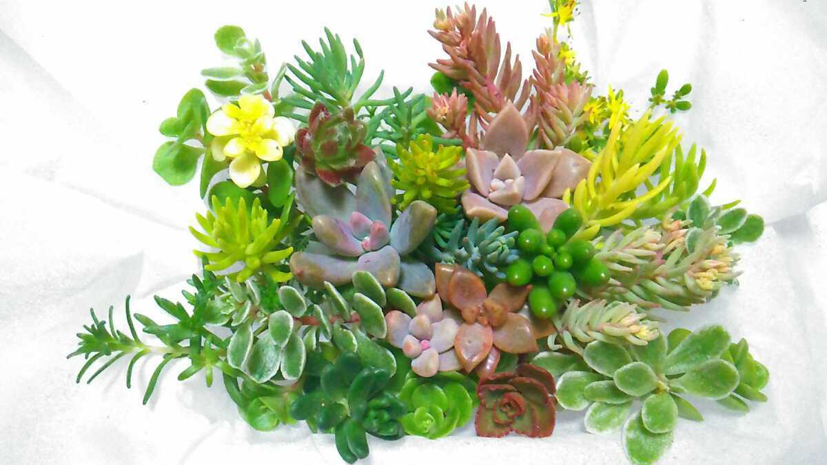 17【送料無料】多肉植物　カット苗　セダム　寄せ植えにも_画像1