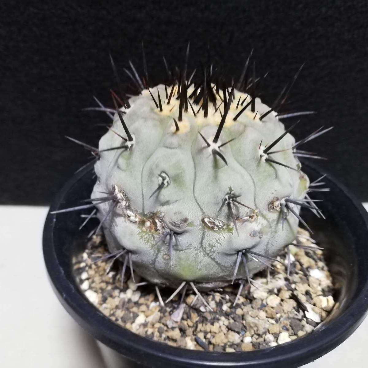 コピアポア コルムナアルバ 孤竜丸 goujin 鉢 つき botanize