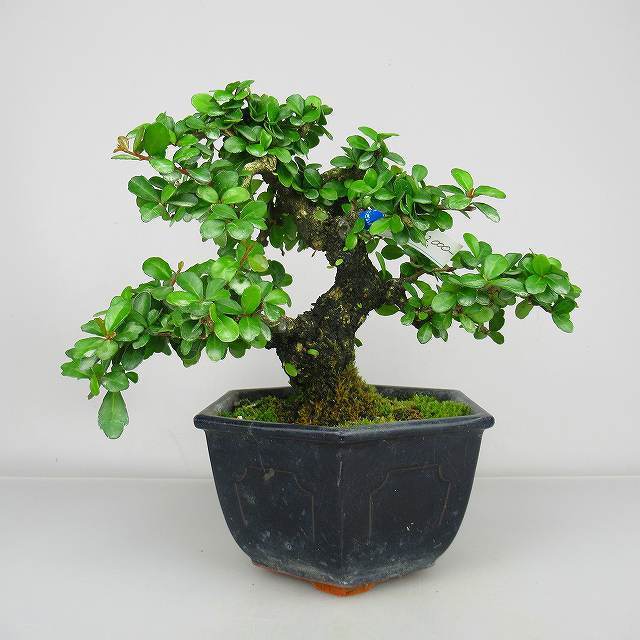針蔓柾 ハリツルマサキ Gymnosporia diversifolia ニシキギ科 針蔓柾 ハリツルマサキ Gymnosporia diversifolia ニシキギ科