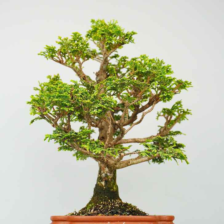 盆栽 津山桧 高級盆栽 樹高 約30cm つやまひのき Chamaecyparis Obtusa