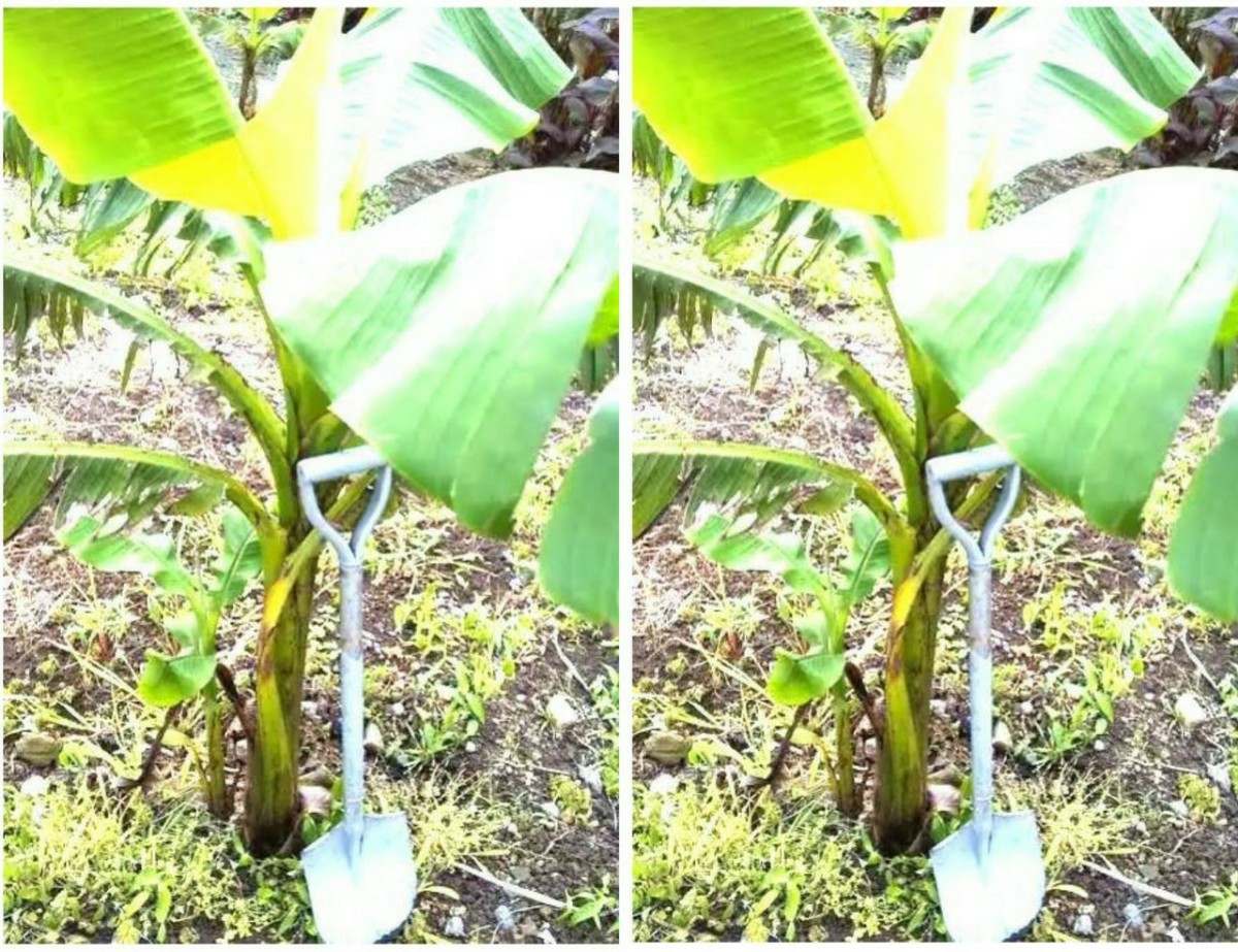 超耐寒 －15℃ 芭蕉 2本セット 極太苗 ジャパニーズ バナナ バショウ