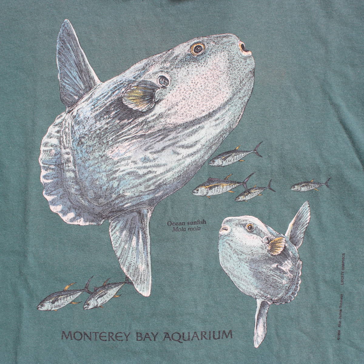 1998年 モントレーベイ アクアリウム マンボー ヴィンテージTシャツ USA アメリカ 水族館 フグ 魚 フィッシュ 古着anvilフェード アート_1998年 Ocean sunfish Mola mola マンボー