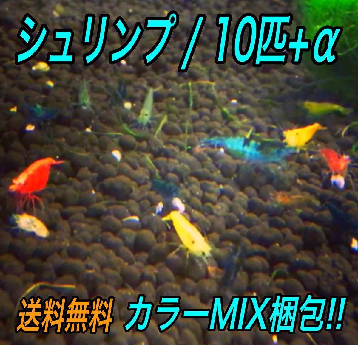 10匹 カラー MIX梱包 ミナミヌマエビ __ アクアリウム シュリンプ メダカ 赤 金魚 チェリー ヌマエビ 生体　、_画像1