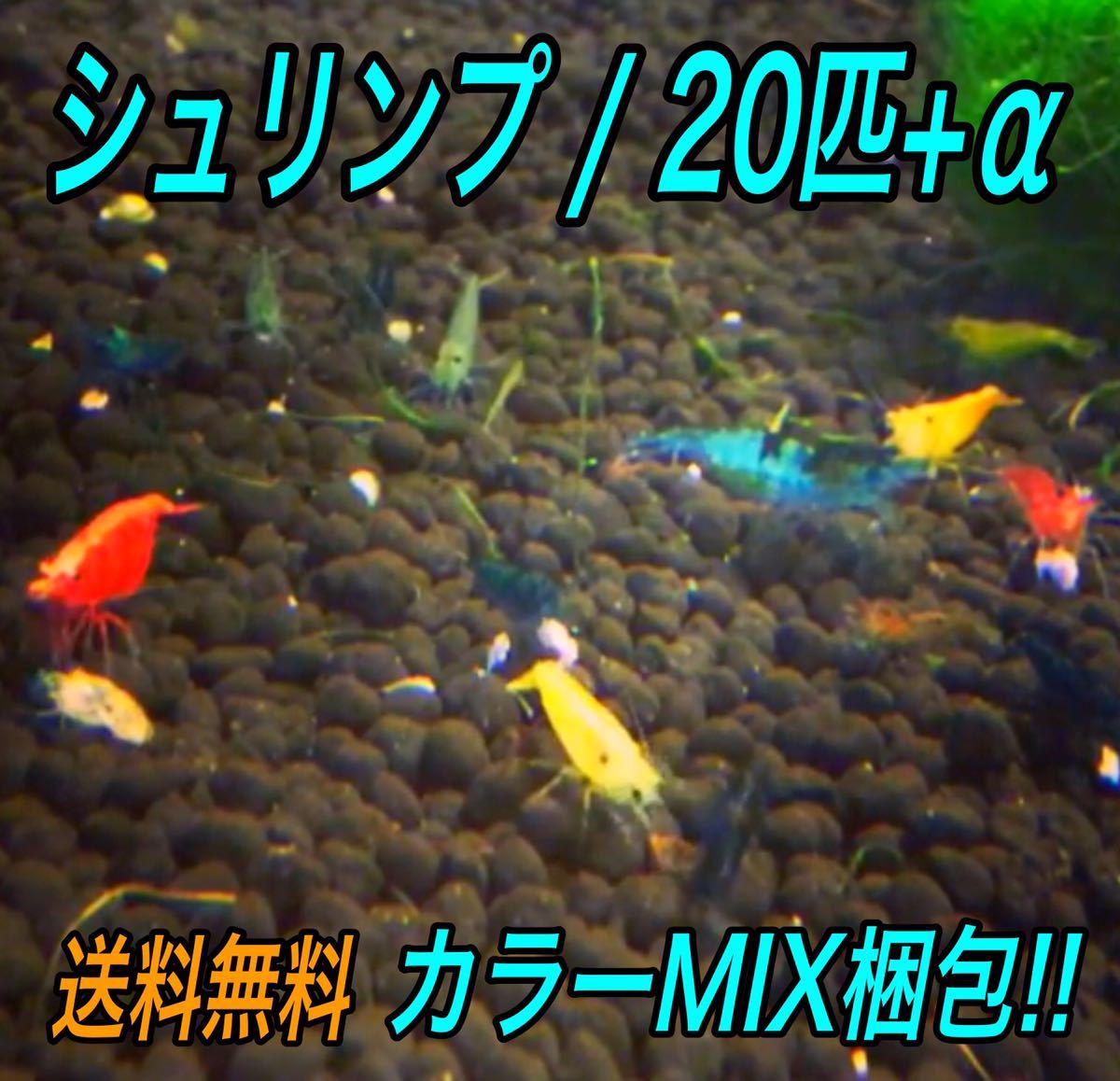 20匹 カラー MIX梱包 ミナミヌマエビ __ アクアリウム シュリンプ メダカ 赤 金魚 チェリー ヌマエビ 生体　_画像1