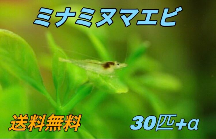 30匹 ミナミヌマエビ __ アクアリウム シュリンプ メダカ 赤 金魚 チェリー ヌマエビ 生体 、_画像1