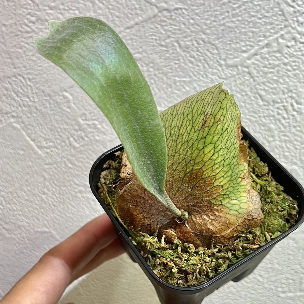 Yahoo!オークション - ルイスワイド ビカクシダ Platycerium mt Yahoo!オークション - ルイスワイド ビカクシダ Platycerium mt