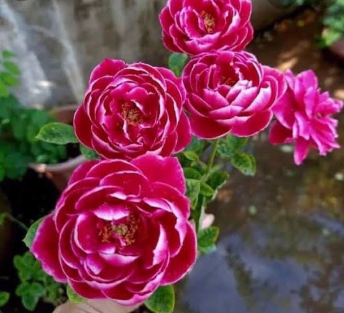 バラ苗 レア薔薇 珍しいバラ バラ苗 レア薔薇 珍しいバラ