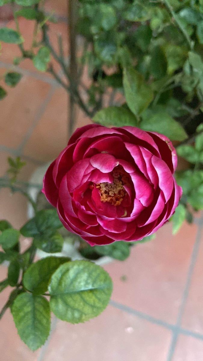 バラ苗 レア薔薇 珍しいバラ バラ苗 レア薔薇 珍しいバラ