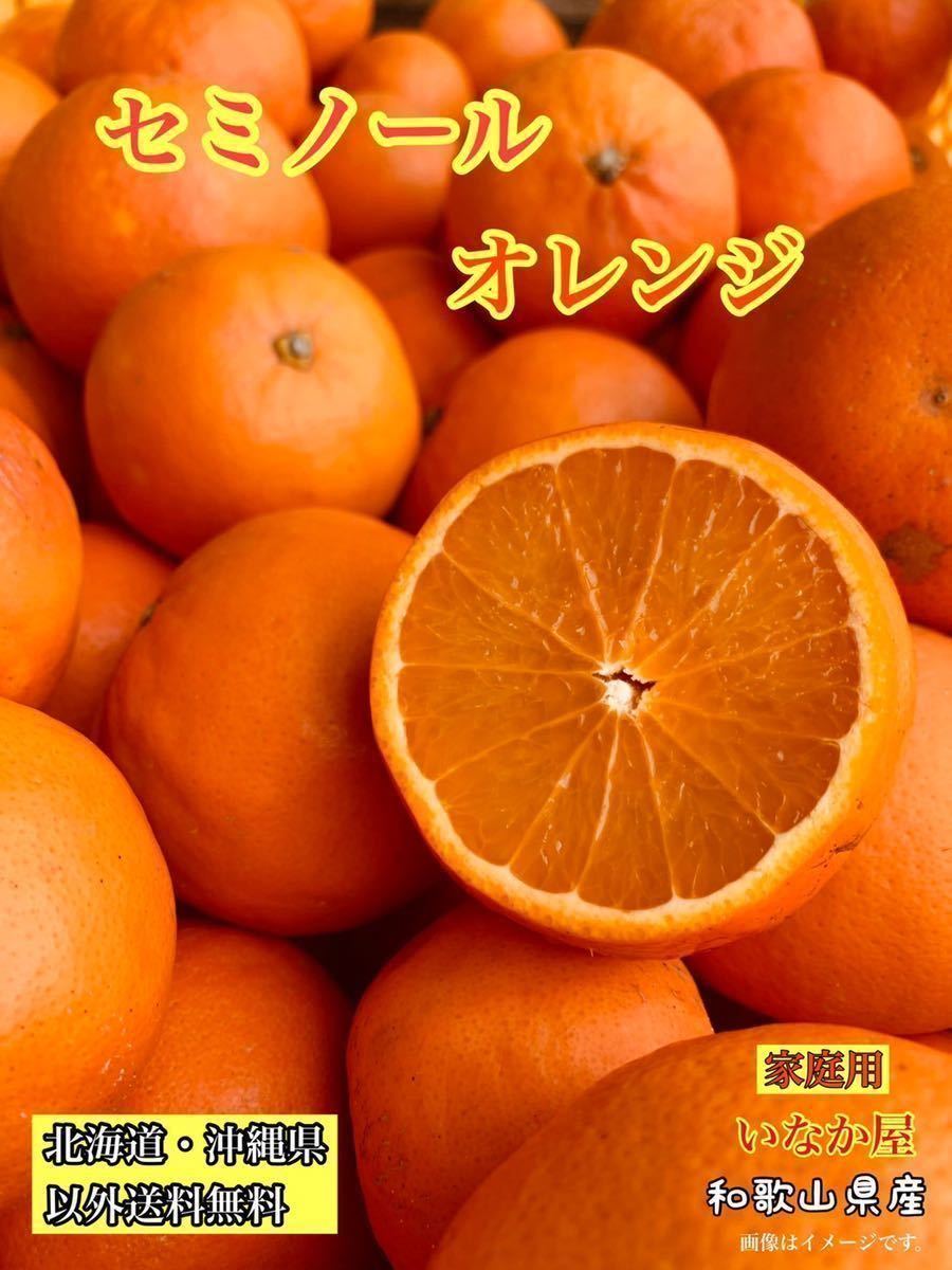 残り少し！早い者勝ち！　セール　和歌山県産　セミノール　オレンジ　家庭用　8kg _画像1