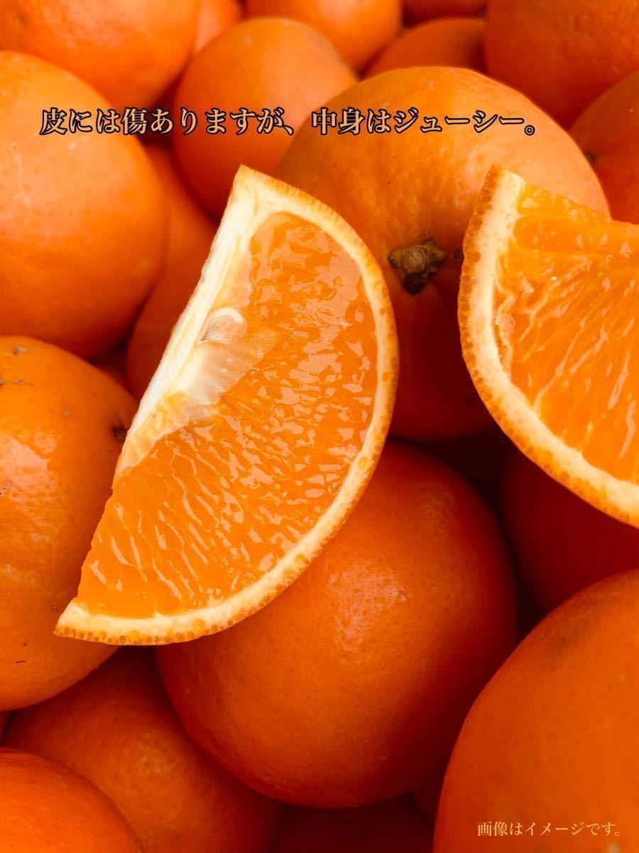 残り少し！早い者勝ち！　セール　和歌山県産　セミノール　オレンジ　家庭用　8kg _画像2