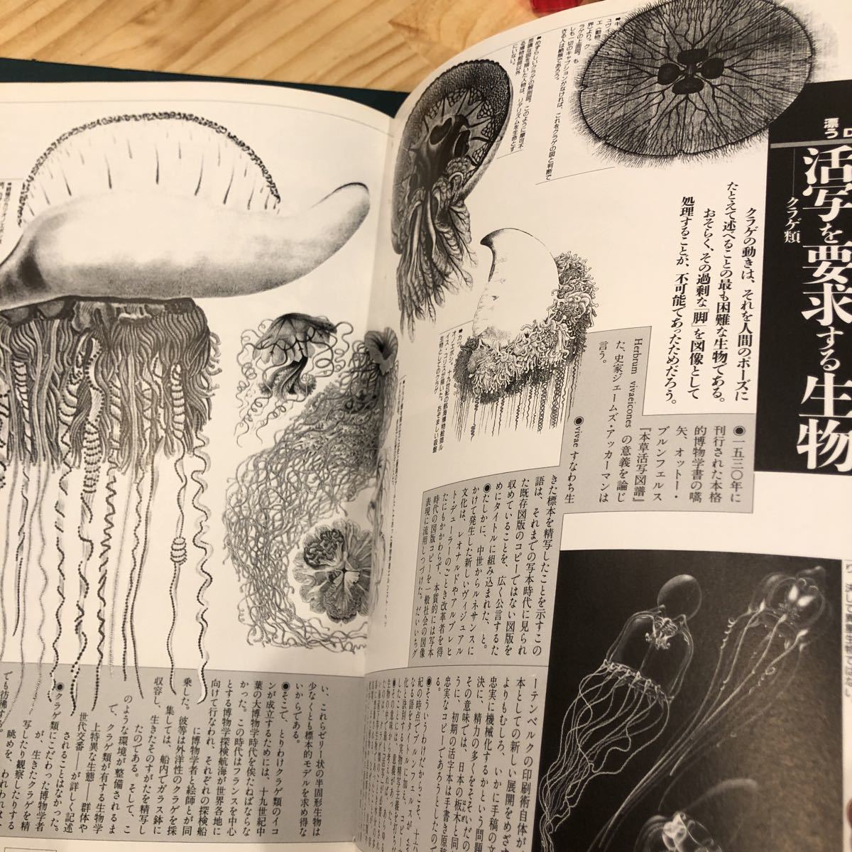 想像力博物館 著者 荒俣宏 ほか著 出版社 作品社 item details 想像力博物館 著者 荒俣宏 ほか著 出版社 作品社 item details