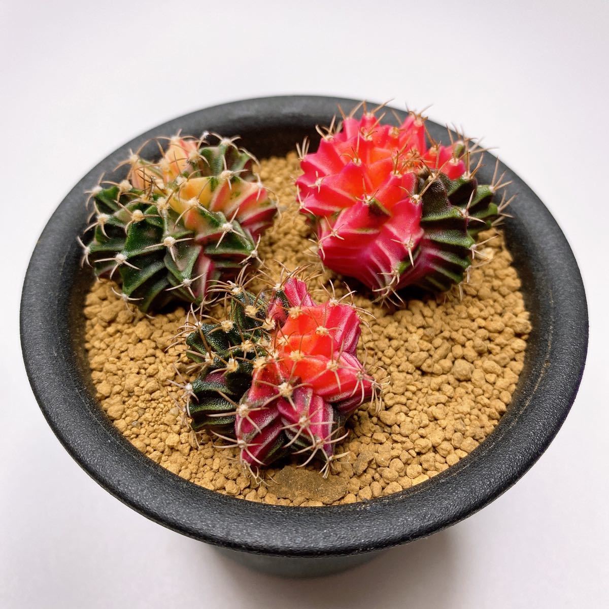 多肉植物 サボテン　ギムノカリキウムフリードリッヒ LB2178錦 ハイブリッド3点セット　 Gymnocalycium friedrihii LB2178 variegated 