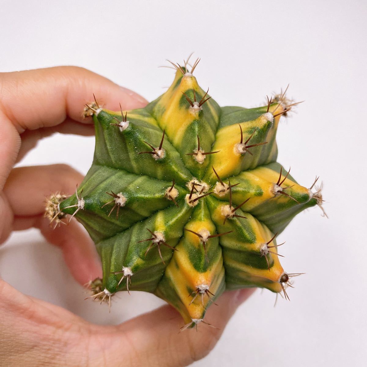 多肉植物 サボテン　ギムノカリキウム・ミハノビッチ錦　緋牡丹錦　斑入り Gymnocalycium Mihanovichii Variegated _画像1