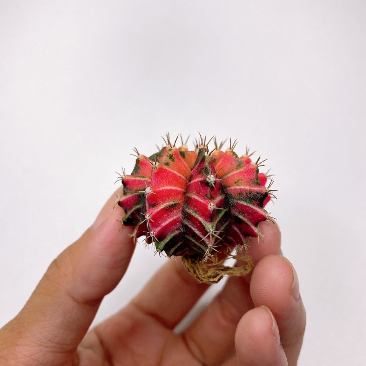 多肉植物　サボテン　ギムノカリキウム フリードリッヒ LB2178 錦　斑入り　実生 Gymnocalycium friedrihii LB2178 variegated_画像5