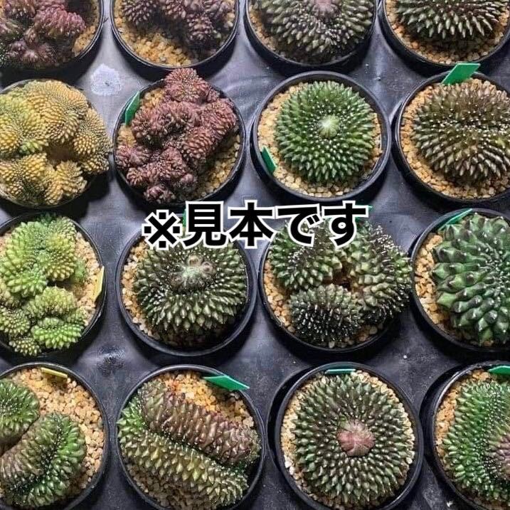 多肉植物 サボテン 希少 ギムノカリキウム 棘なし牡丹玉綴化 Gymnocalycium Mihanovichii Cristata No Spine サイズ約2.5~3cm 1苗無選考